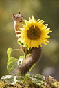 squirrel climbing in a sunflower by Geert Weggen on 500px