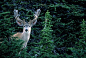 Mule deer (Odocoileus hemionus) in forest, USA