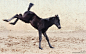 Russian Riding Horse filly Сапфира (Sapfira) | poses inspirations a...