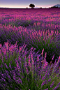  薰衣草的黄昏，法国

Lavender Dusk, France