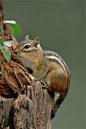**Eastern Chipmunk | "Animals of all kinds!"