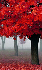 Autumn Mist