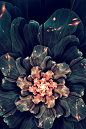 Bye, Julian : I MADE IT. This flower has no juliaN (or julia3D or similar) as final transform. I have been asking myself whether it was possible or not and...yes, it's possible. I'll try some other variation, bu...