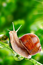 I think I can snail: 