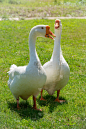 在阳光灿烂的日子里，两只白色的大雁在绿草的草地上和平地走在一起。家鹅,灰鹅或白鹅,家鹅.动物保护概念