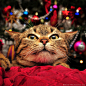 Photograph Scared of Christmas tree! by Zoran Milutinovic on 500px