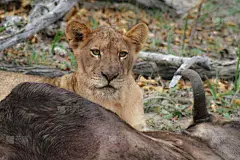 捕猎行为,雌狮,鬃毛,狩猎动物,野生猫科动物,水平画幅,无人,巨大的,动物身体部位,挨着