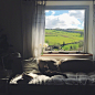 森·窗户和猫