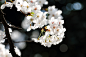 樱花 by Zhang Kai on 500px