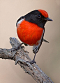 【鸟类写真】50张漂亮的小鸟摄影图片欣赏