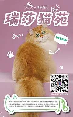 猫咪海报-源文件-采灵感-cailinggan.com