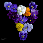 角堇
MY LOVE OF FLOWERS, and 'beauty’… Violets by Magda Indigo on 500px