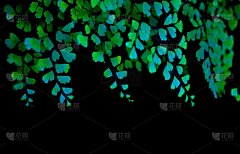 不同的抽象颜色的蕨类植物叶片与黑色的背景