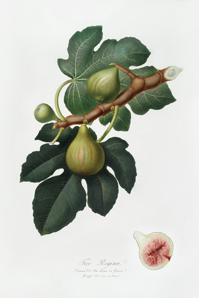 乔治·加列西奥《波莫纳：果树》