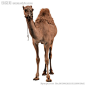 骆驼 单峰骆驼 沙漠之舟 动物 高清写真 透明背景