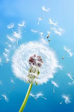 白露节气秋天摄影图