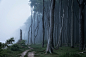 Fairy trees of the Baltic Coast II : Trees of the Baltic Coast