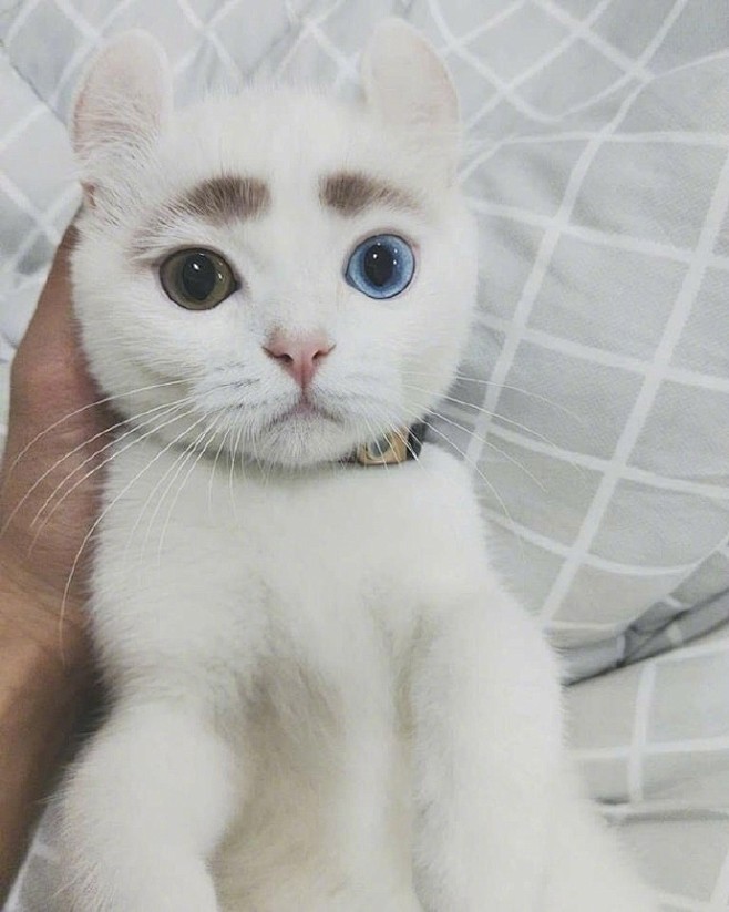 网友说，准备给猫洗澡之前，顺手给它画了个...