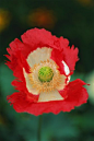 Papaver somniferum 'Danish Flag' 罂粟"丹麦国旗"