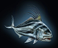Saltwater Fish Studies : Saltwater Fish Studies- Marlin, Sailfish, Yellowfin Tuna, Redfish and Roosterfish; digital illustrations created in Adobe Photoshop.