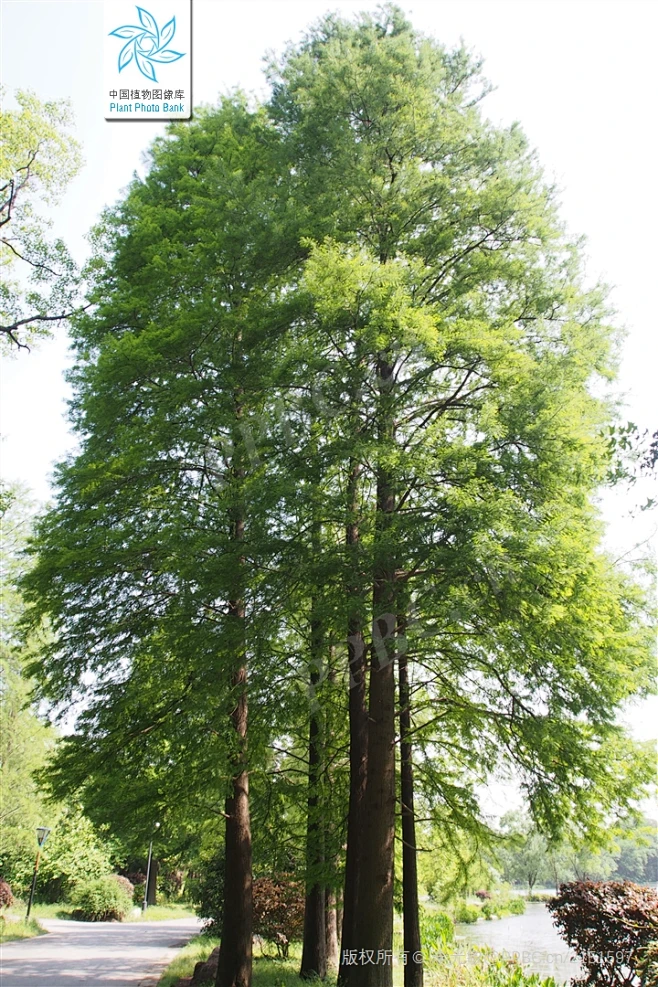 中山杉 Taxodium 'Zhongshanshan' 中国植物图像库-花瓣网