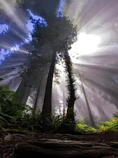 当丁达尔效应出现的时候 光就有了形状. #inmyfeeli - 抖音