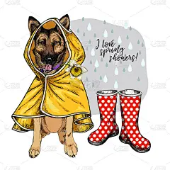 手绘德国牧羊犬穿着黄色雨衣和胶靴。向量春天贺卡。可爱的彩色狗与水仙花。我喜欢春雨。可爱的宠物画像。海