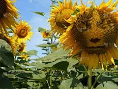 向日葵,天空,拟人笑脸,绘画插图,人的嘴,夏天,图像,仅一朵花,人的鼻子,想法