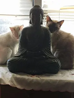 一群被佛祖们收编了的喵星人，想撸一撸这“佛猫”，应该会很转运！ ​​​​