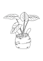 插画学习|植物元素线稿练习|需要临摹可自取 - 小红书
