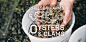 Chelsea Farms : Chelsea Farms is a sustainable shellfish farm in Olympia, WA. They are a family owned business that has been producing high quality oysters, clams, and geoducks for over 25 years. They had been working with an old clipart-style logo for th