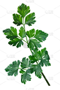 帕斯利 （彼得罗塞利努姆脆）， 路径