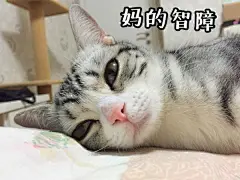 #家有喵星人#哈哈哈哈哈表情包好萌！（@喵喵专属铲屎官） 欢迎 大家投稿，直接私信给@喵星人的喵星球 ，一起来晒晒你家喵星人的萌照吧！