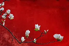 【 今日 · 立春 】--- “ 立春，农历二十四节气中的第一个节气。立春是中国民间重要的传统节日之一。“立”是“开始”的意思，春是温暖，鸟语花香；春是生长，耕耘播种。立春这天“阳和起蛰，品物皆春”，过了立春，万物复苏生机勃勃，一年四季从此开始了” 。 ​​​​