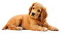 Dog And Cat 1725*1000 transprent Png Free Download - Snout, Goldendoodle, Companion Dog. - CleanPNG / KissPNG