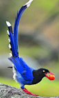 beautymothernature:Blue magpie (red bil mother nature moments   #动物#