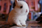 超级萌宠大集锦：萌兔子来袭~！ : 兔纸才是最萌的生物……有木有？_健康频道_悦己女性网