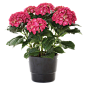 Hydrangea-Plant.png (1000×1000)