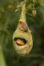 fairy-wren:

Baya Weaver - 黄胸织布鸟 (Ploceus philippinus),