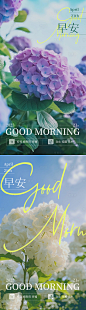 早安绣球花摄影海报-源文件分享-ywjfx.cn