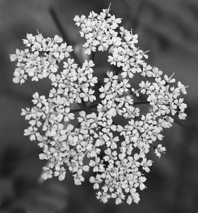 12_plant001bump