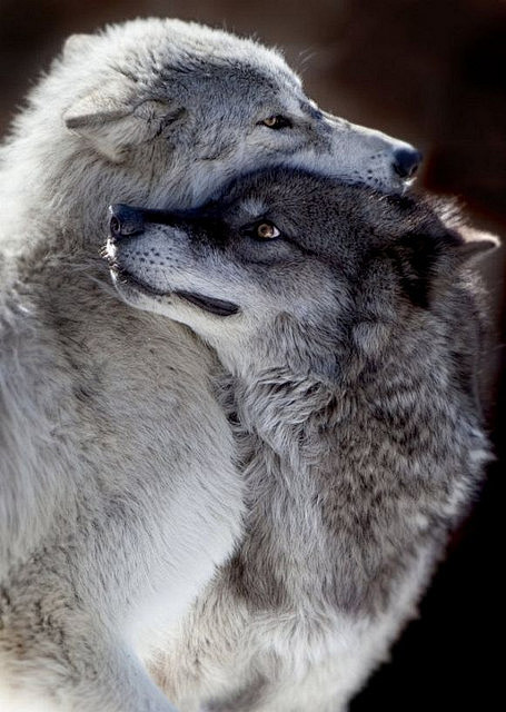 tulipnight:Wolf Love...