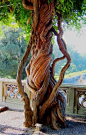 Biltmore Estate Italian Garden and overlooking the Blue Ridge Mountains. I have my own pic of this tree framed in our house!