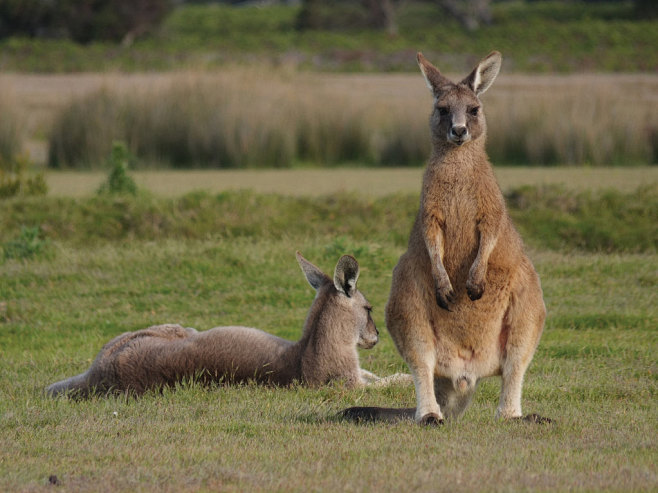 追逐野生动物的脚步 环游澳大利亚