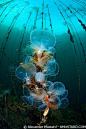 Hooded nudibranchs off Vancouver Island Canada: 