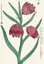 Honzo Zufu [Fritillaries] - Kan'en Iwasaki - Kew Gardens Botanical Prints - Kew Botanical Prints