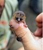 婴儿鼠狐猴