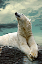 Polar Bear | Cutest Paw