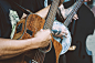 A close-up of a man's hand clutching a pick and playing a worn-out acoustic guitar