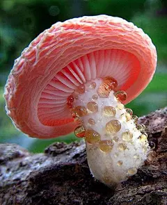 Rhodotus Palmatus